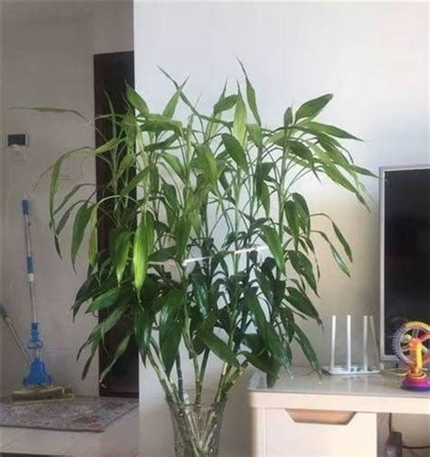 文昌位植物|文昌位的植物选择指南（让植物助力学习事业，文昌位怎么选？）。